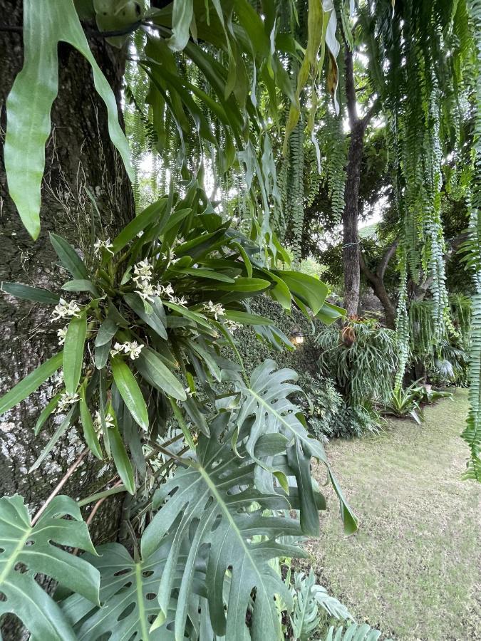 Iguanazu Bed & Breakfast Guayaquil Exteriér fotografie
